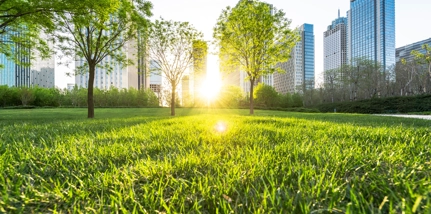 Green Trees Grass Office Buildings