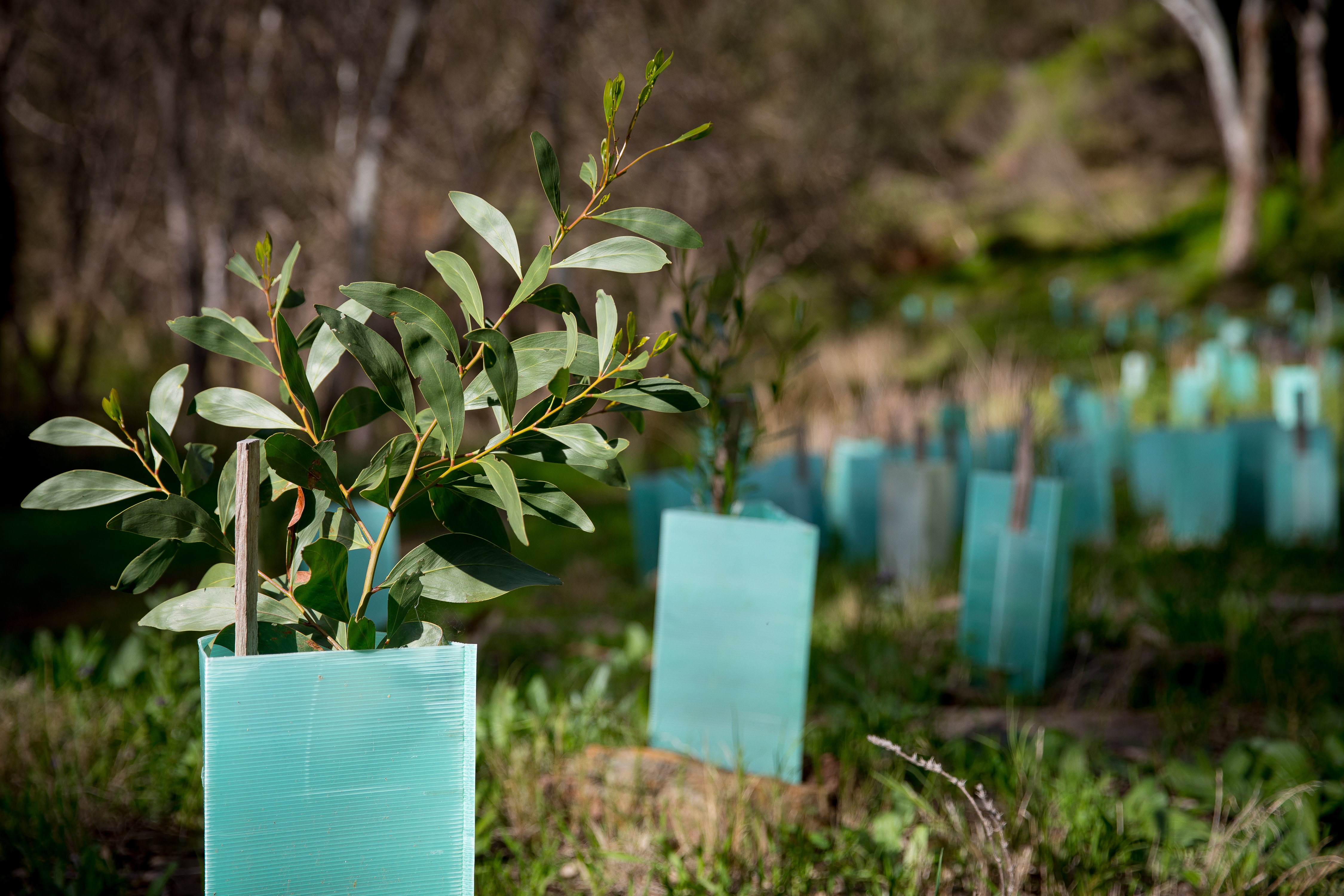 Revegetation Planting Trees